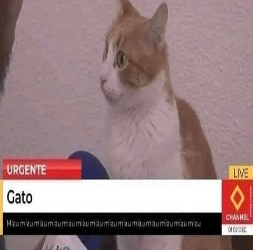 Punch Cat tweet media