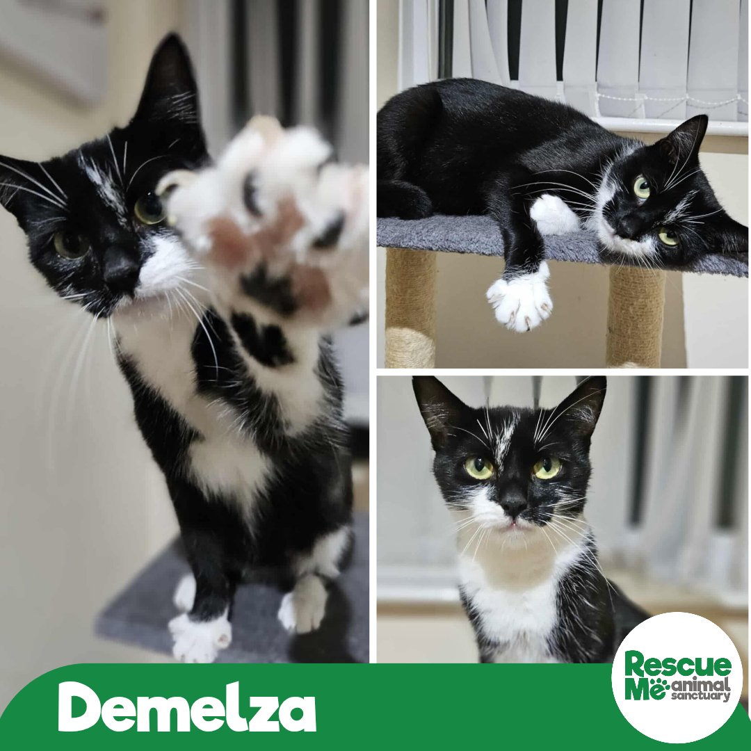 Our two yummy mum's still don't have any enquiries &amp; they're the sweetest girls who deserve a home for Christmas ☎️ 07952017696
#AdoptMe #HomeForChristmas #Liverpool