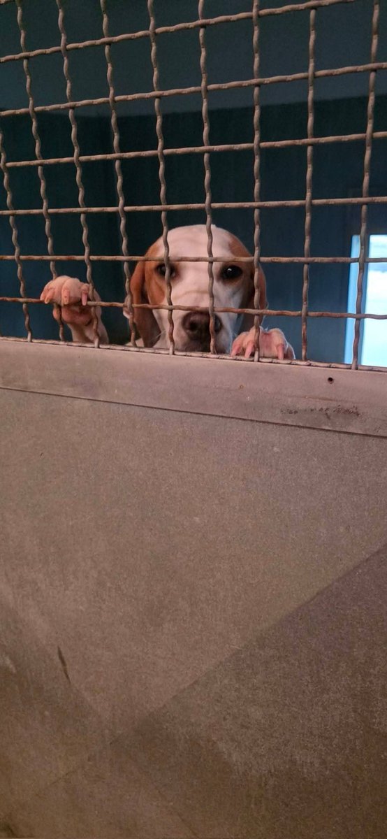 Ricevo,Dopo un pó si smette di sperare. ...subentra la rassegnazione  ....si smette di vivere. Terribile quando accade ad un giovane cane.... Ottone è un pointer di 1 anno.... ha smesso anche di aggrapparsi alla rete 😔
Canile di nocera inferiore Manuela Martin 348 363 7501