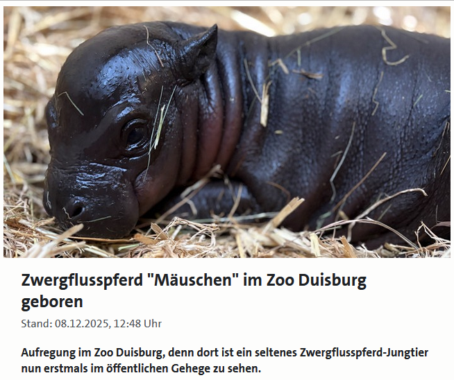 PeterBorbe's tweet image. Endlich mal eine gute Nachricht aus #Duisburg: Ein Zwergflusspferd wurde geboren!🥰
www1.wdr.de/nachrichten/ru…