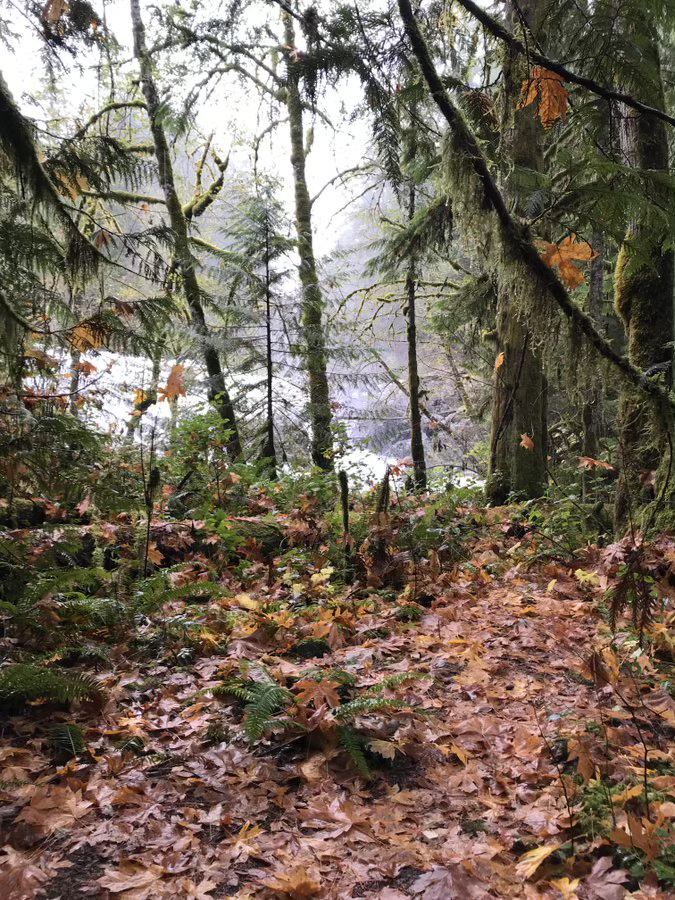 maryanne_pope's tweet image. "Fallen leaves on the ground are the golden song of immortal creativity." ~ Amit Ray

#creativity #creativityunleashed #naturelovers #quoteoftheday