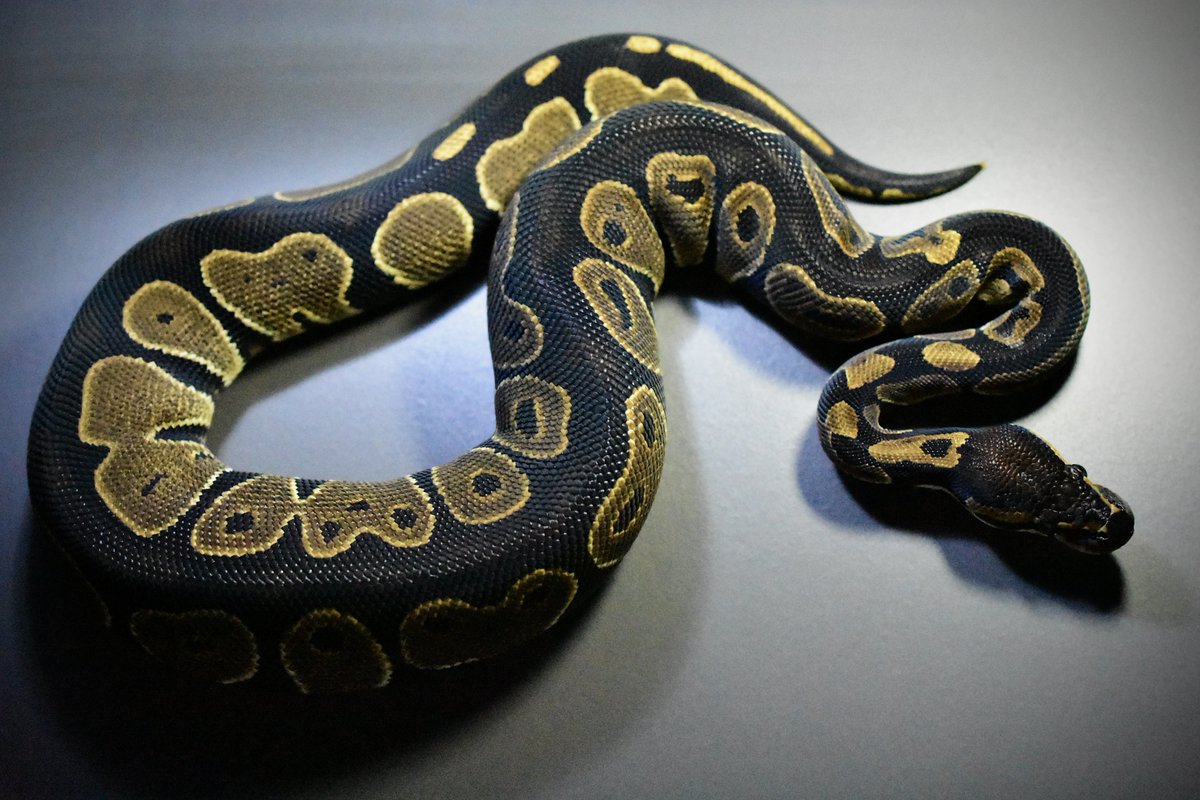 na___Python's tweet image. 変な時間に目が覚めて、気づけば大好きなBHを眺めてた。

誕生日の始まりは、やっぱりボールパイソン🫶

今シーズンも良い年になりますように🎈