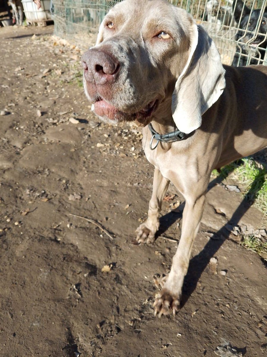 #CANTABRIA
#NALA es una preciosa perrita de 7 años, con un carácter tranquilo y equilibrado. Una perra noble, cariñosa y muy educada, perfecta para quien busque una compañera fiel y serena.

Se lleva bien con otros perros y sabe convivir en armonía, lo que la hace ideal tanto