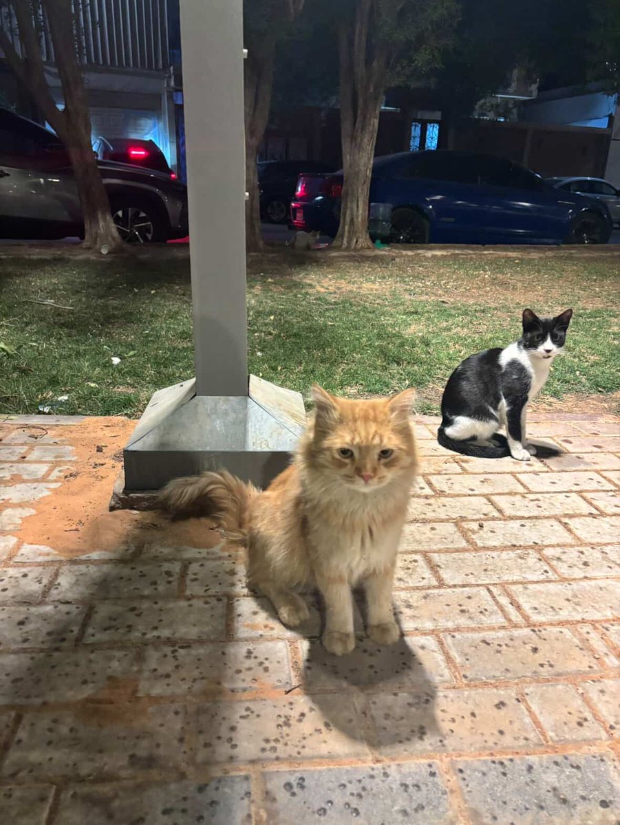 #انقاذ #قطط #الرياض 
السلام عليكم  حالة إنقاذ لقيت هذا الجميل  ذكر شيرازي ما اعرف متخلى عنه او ضايع ما اعرف عمره،  غير معقم في حي الربوة خلف شاورما السنافي أخذته وحطيته في حديقة القنديل حي الربوة ممكن إعلان