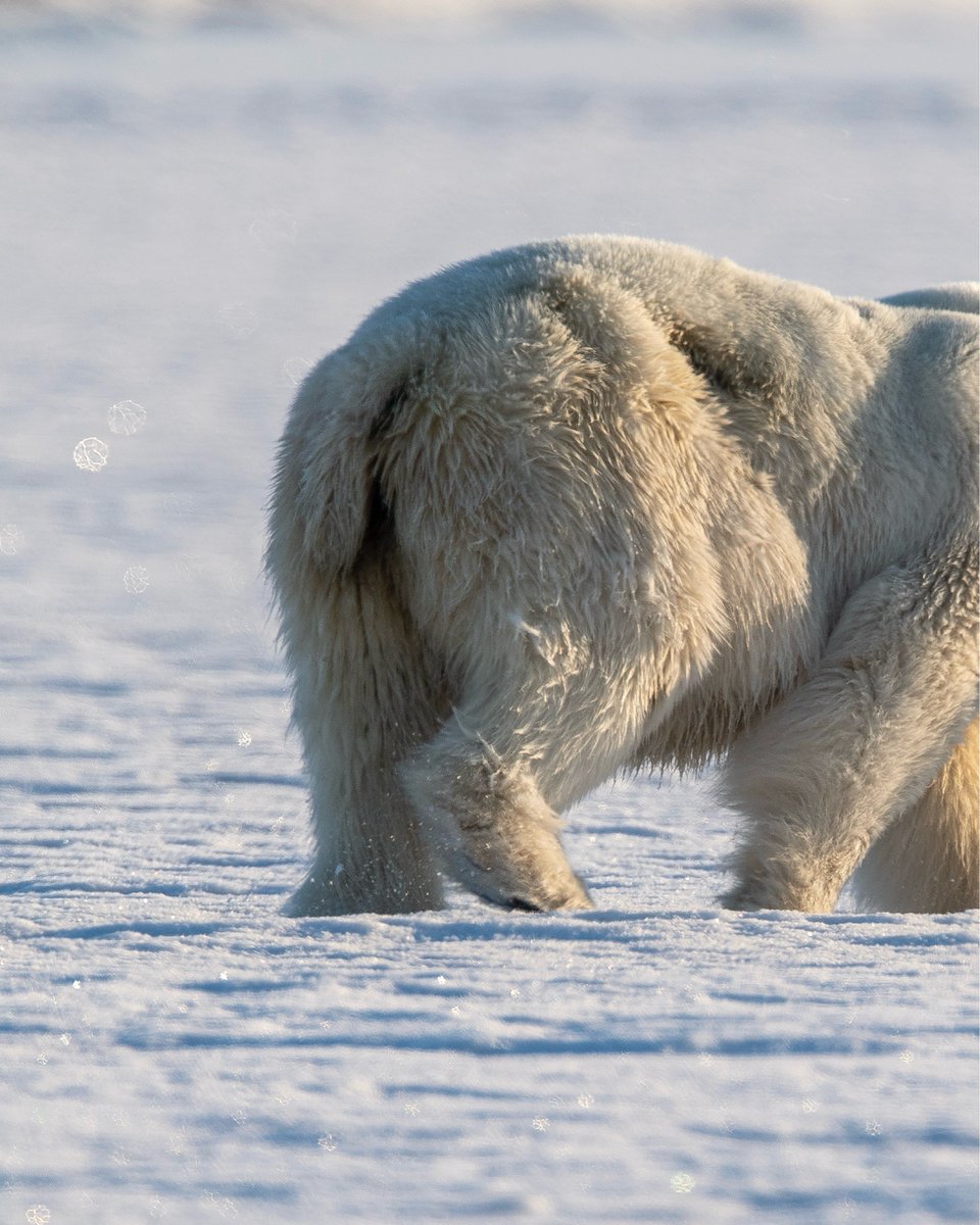 Secret Atlas tweet media