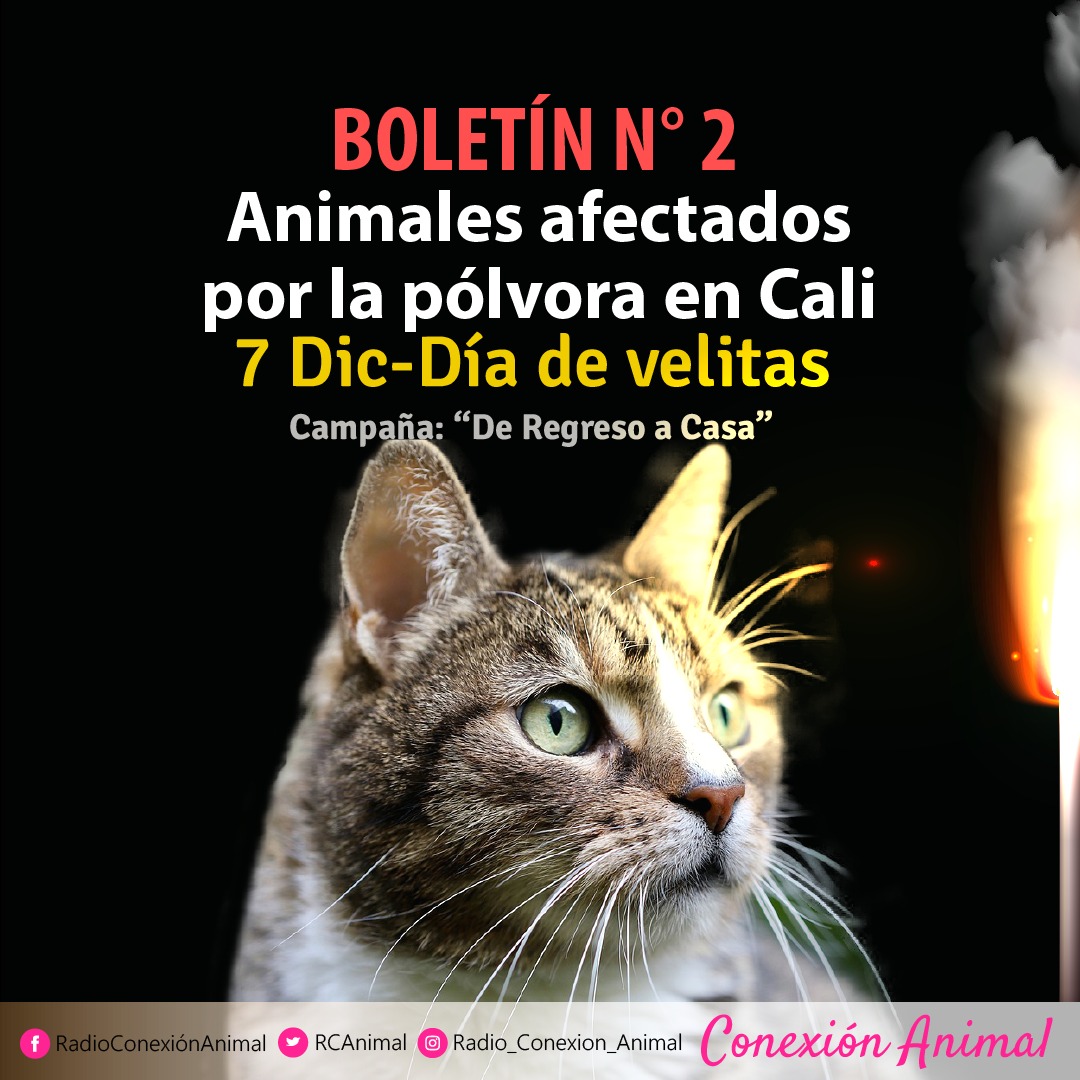 RCAnimal's tweet image. 📌 Campaña de Regreso a Casa - Boletín #2: Día de velitas.

El día de las velitas en Cali dejó 110 animales afectados por la pólvora sonora, 18 casos más que el año 2024. En lo corrido de diciembre llevamos 451 animales reportados por diferentes afectaciones 🧵