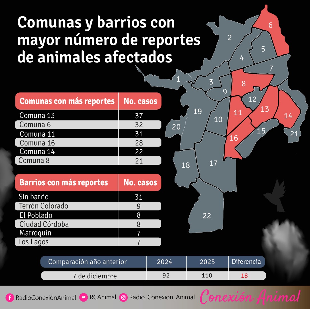 RCAnimal's tweet image. 📌 Campaña de Regreso a Casa - Boletín #2: Día de velitas.

El día de las velitas en Cali dejó 110 animales afectados por la pólvora sonora, 18 casos más que el año 2024. En lo corrido de diciembre llevamos 451 animales reportados por diferentes afectaciones 🧵