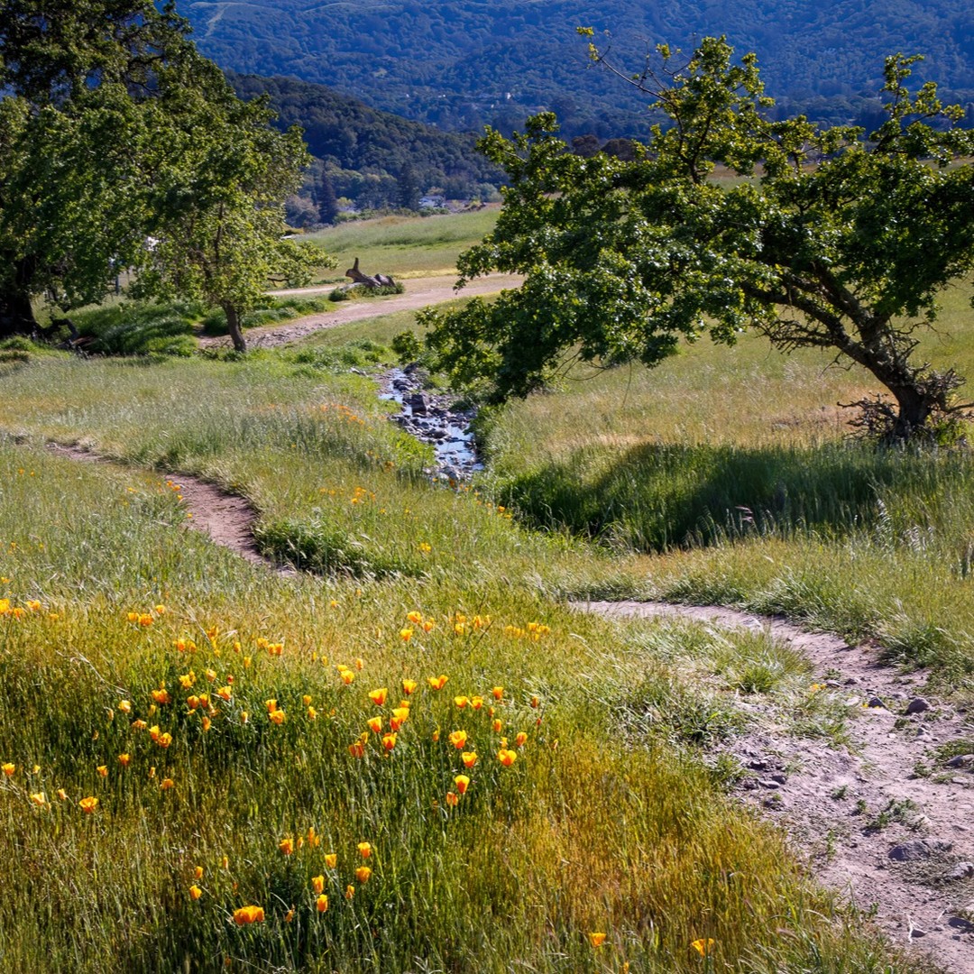 VisitNovato's tweet image. Holiday season hack: Escape the noise for a little bit and take a walk in Novato’s open spaces. Crisp air, golden light, and plenty of room to breathe. 🍃

visitnovato.com  #visitnovato