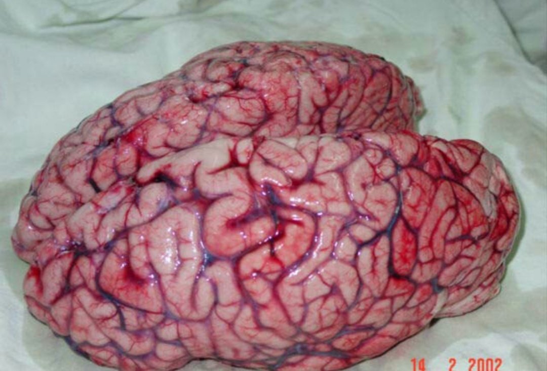 D4bs ☣︎ tweet media