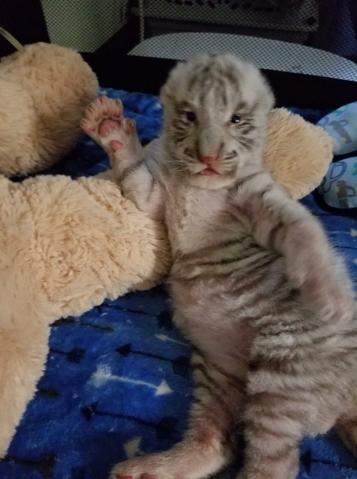 postsofkittens's tweet image. 