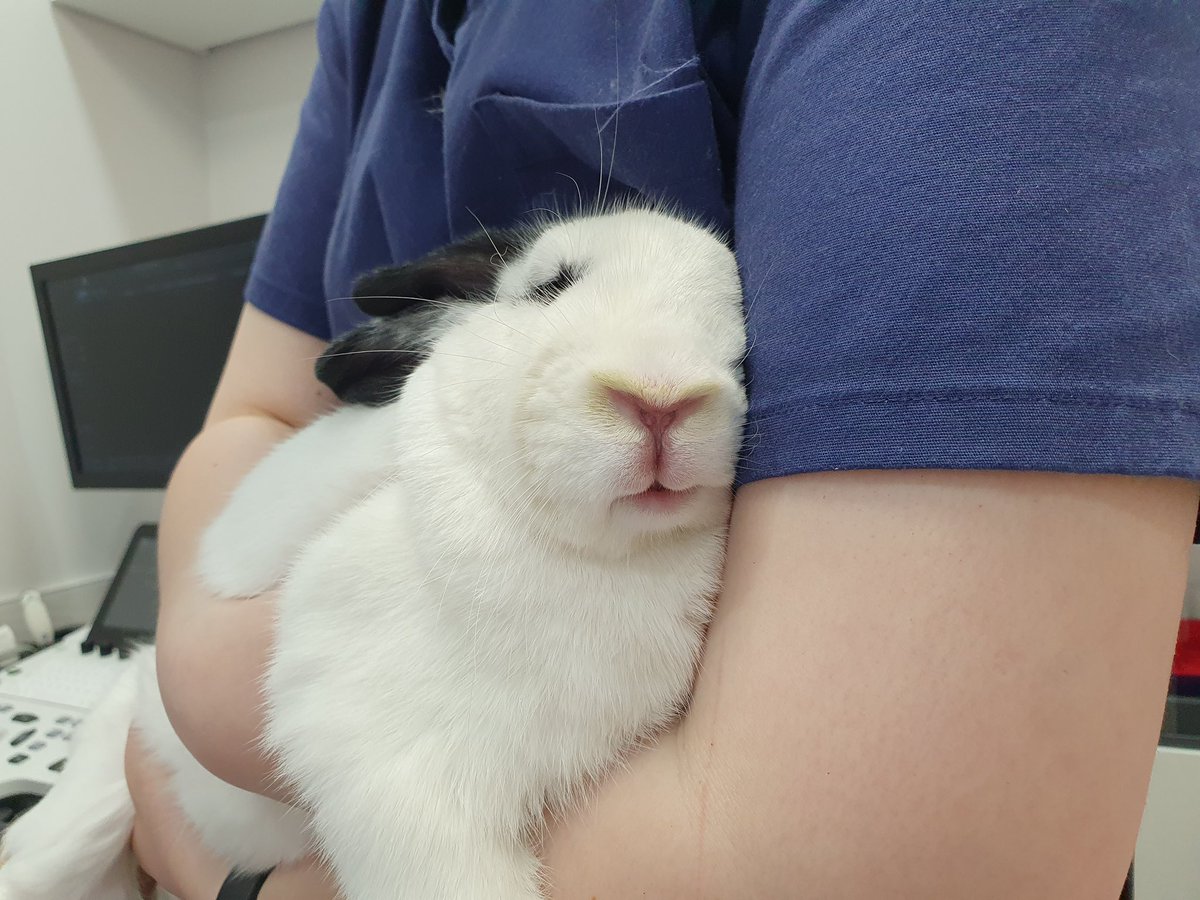 kdwispoop's tweet image. 채혈 당해서 슬픈 깐돌이도 보고가세요~~ ㅜㅜ 넘 귀여운데 넘 불쌍