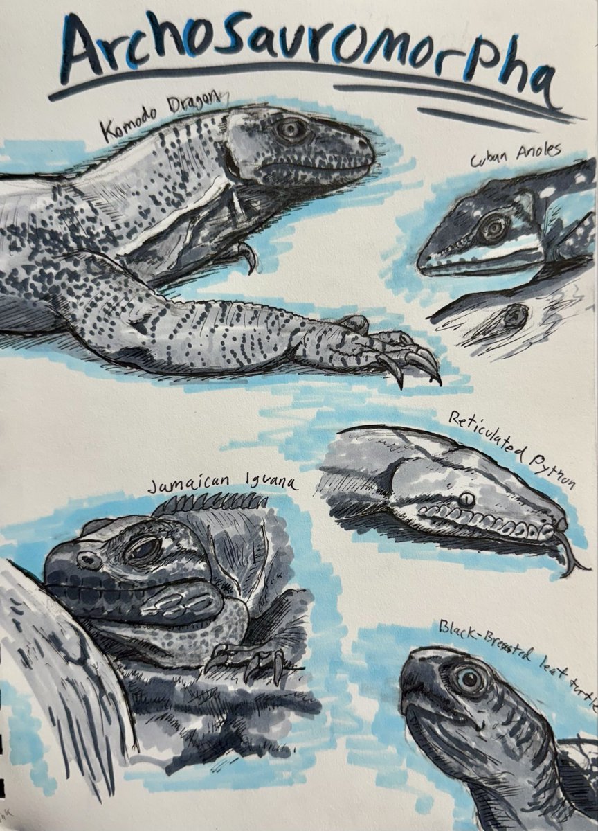 PygmiStudio tweet media