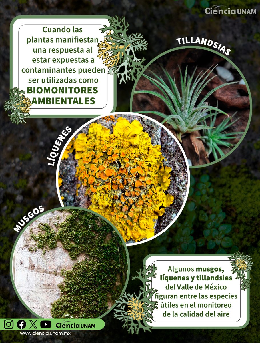 Ciencia_UNAM's tweet image. #AmbienteyNaturaleza | En este artículo te contamos cómo han utilizado algunas plantas como biomonitores de la #contaminación, principalmente en sitios donde no se cuenta con una red de monitoreo ambiental: bit.ly/3Mmoi8l
