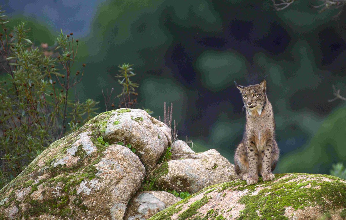 Fotógrafos en acción por la conservación del lince ibérico 
Las mejores imágenes del taller fotográfico en este link:
carlosphotonature.com/es/fotografos-…