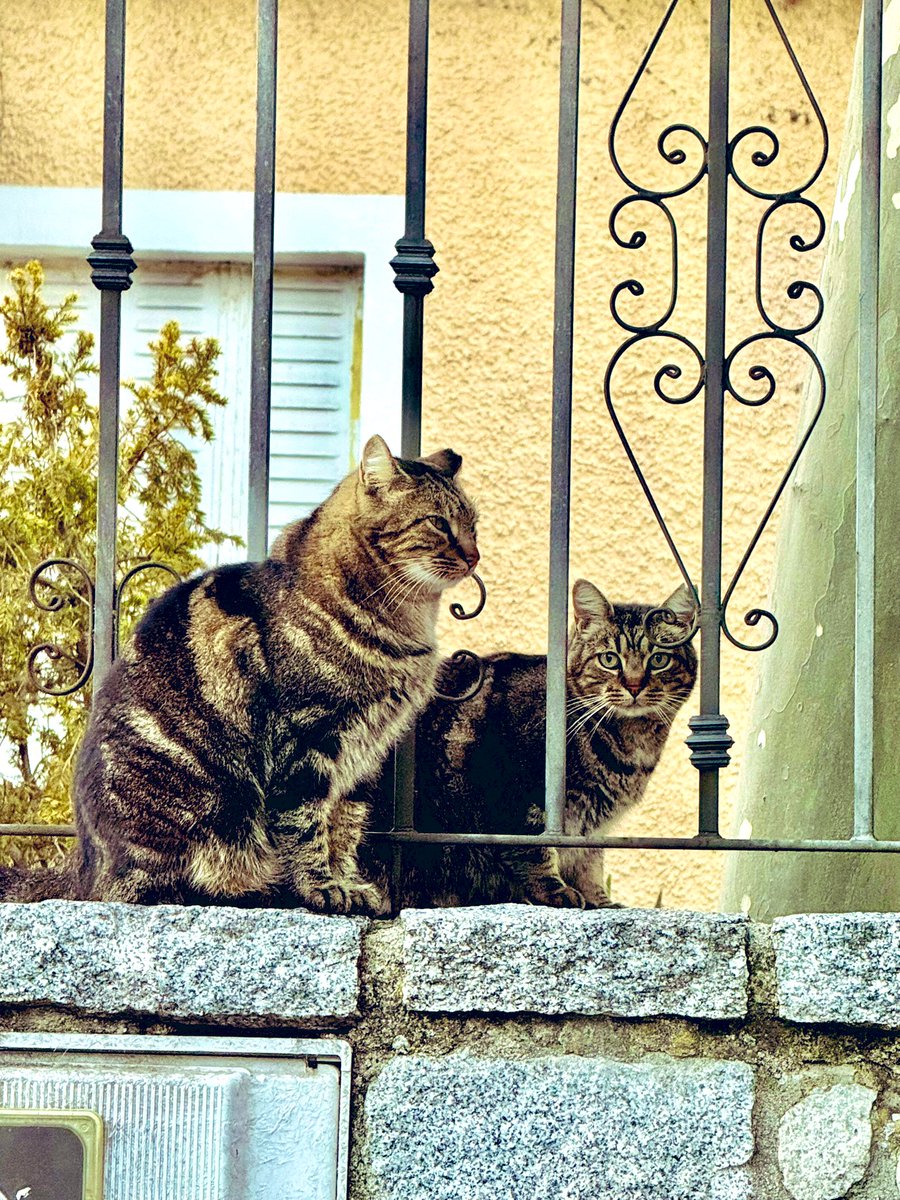 🐈🐈‍⬛