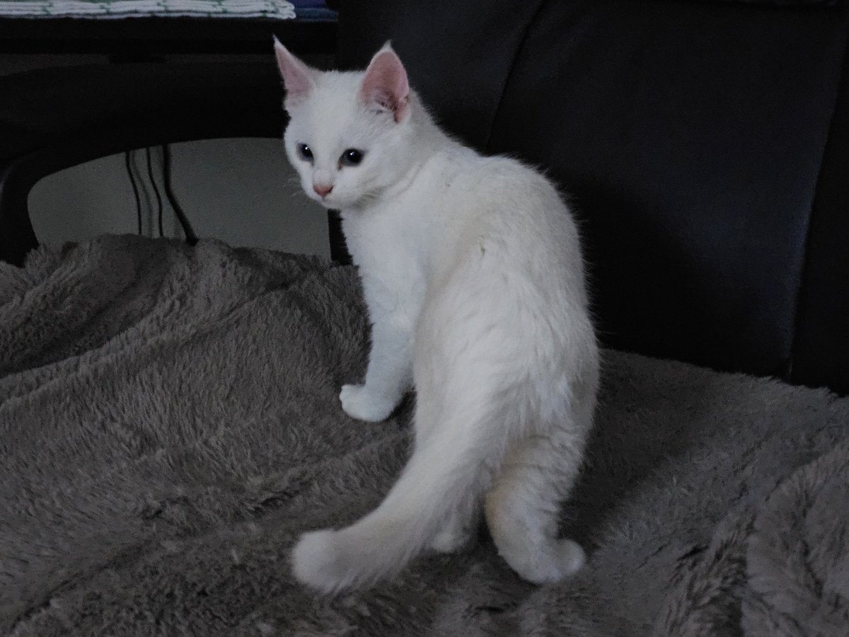 FalixFox's tweet image. I got a kitty! 🐱