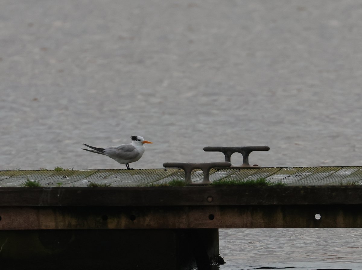 The Lesser Crested Tern put on a superb show this morning on the pontoon near the Turf Hotel 😊