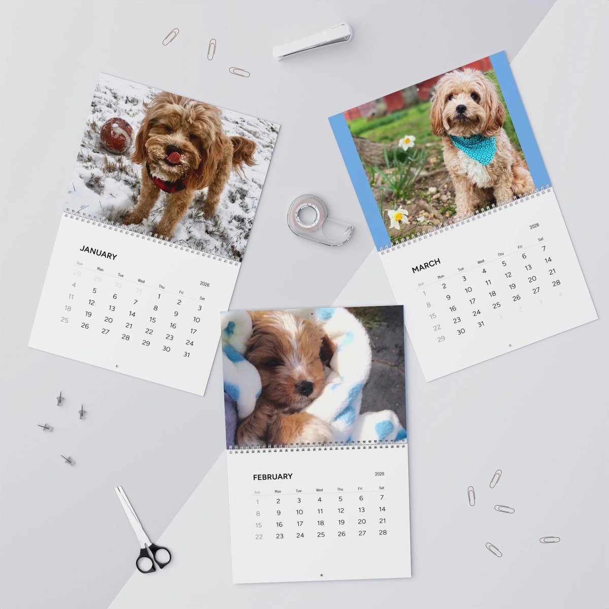 Rachel (@allthedogspleaz) / Posts / X