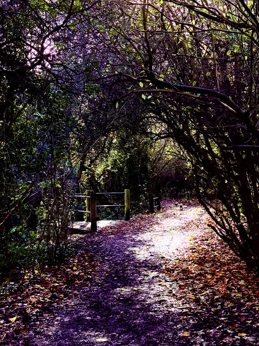 PeterLeadbetter's tweet image. “Sunlight through the Archway” Winter walk through the paths of Moseley Bog. ⁦@MoseleyB13Mag⁩ ⁦@PositivelyMKH⁩ ⁦@moseleyinbloom⁩ ⁦@mosbogfriends⁩ ⁦@bbcwm⁩ ⁦@BirminghamWeAre⁩ ⁦@brumculture⁩ ⁦@healthywalks⁩ ⁦@wmwildlife⁩ #bogs