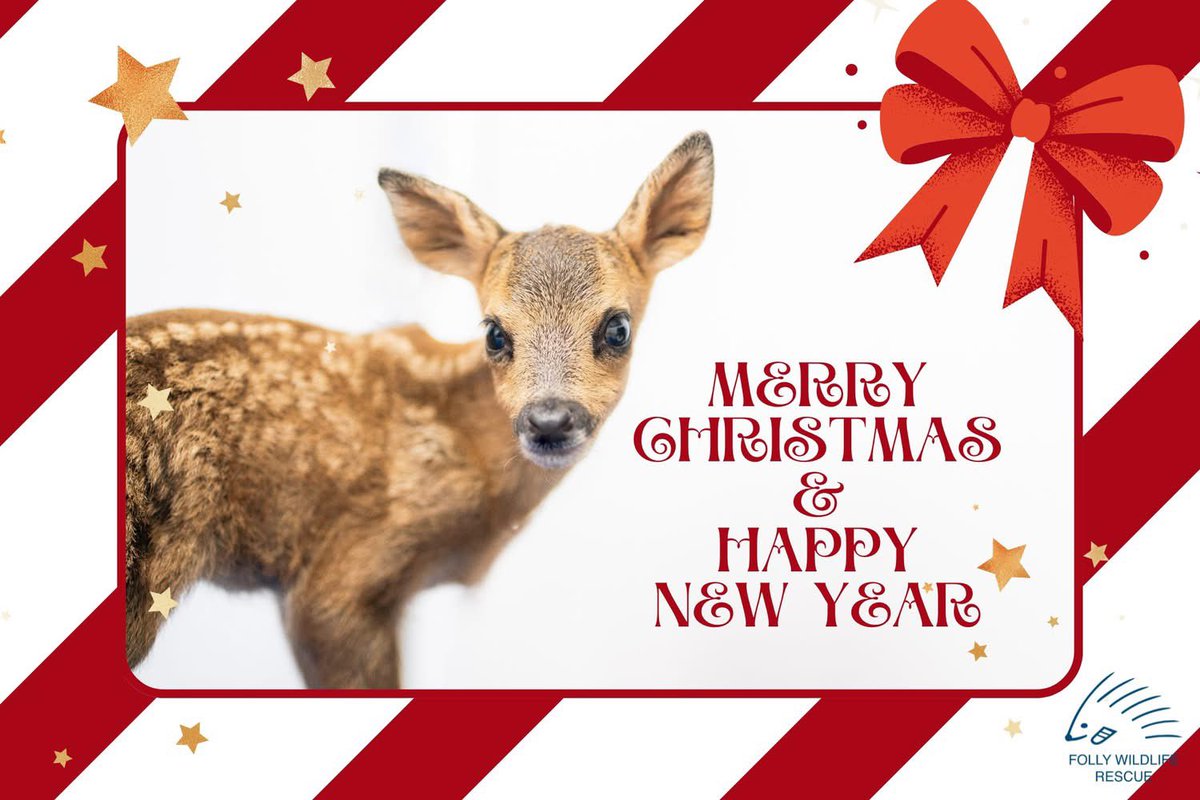 Folly Wildlife Rescue tweet media