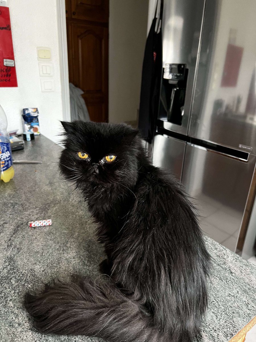 zerth0's tweet image. 20 ans de vie commune. Repose toi bien ma grande.