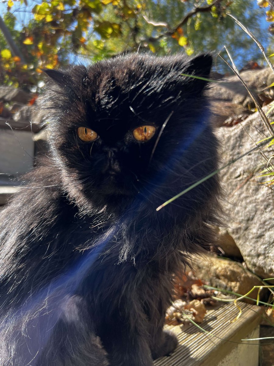 zerth0's tweet image. 20 ans de vie commune. Repose toi bien ma grande.