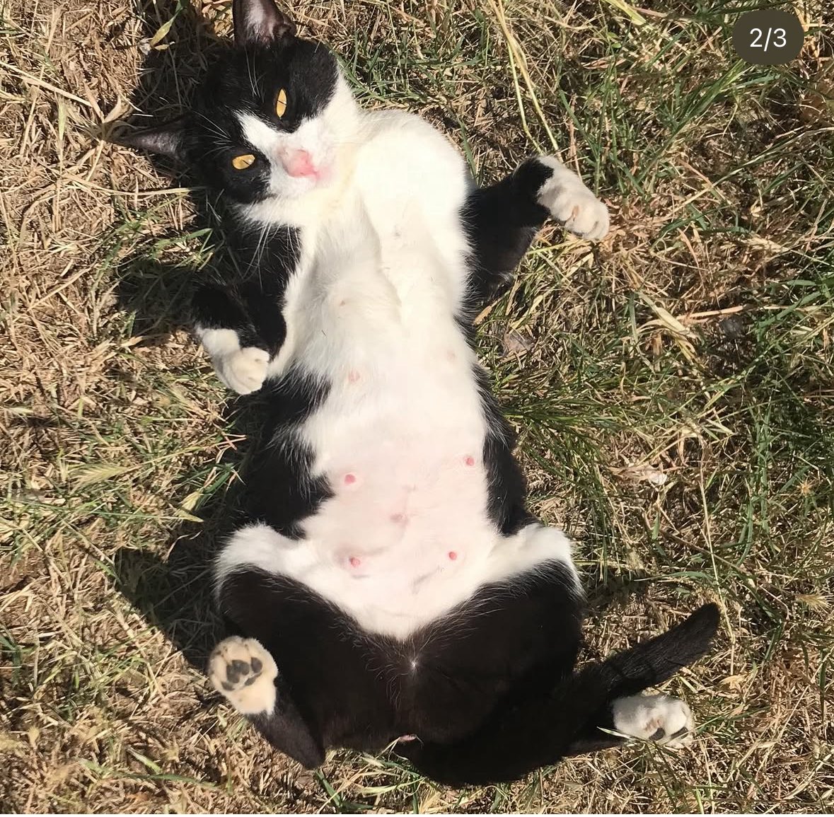 bu kediyi Kurtköy’de bir sitede apartmana giriyor diye şikayet etmişler
belediye yememiş içmemiş bu kedi için 2 adam göndermiş
gönüllüsü hemen saklamış kediyi de tekrar geleceğiz demişler
ne yapacaklar kediyi merak ettim
neyse bizim bahçeye getirttik bugün. 
burada güvende
koca