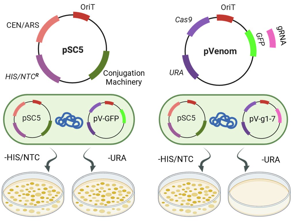 Karas Lab tweet media