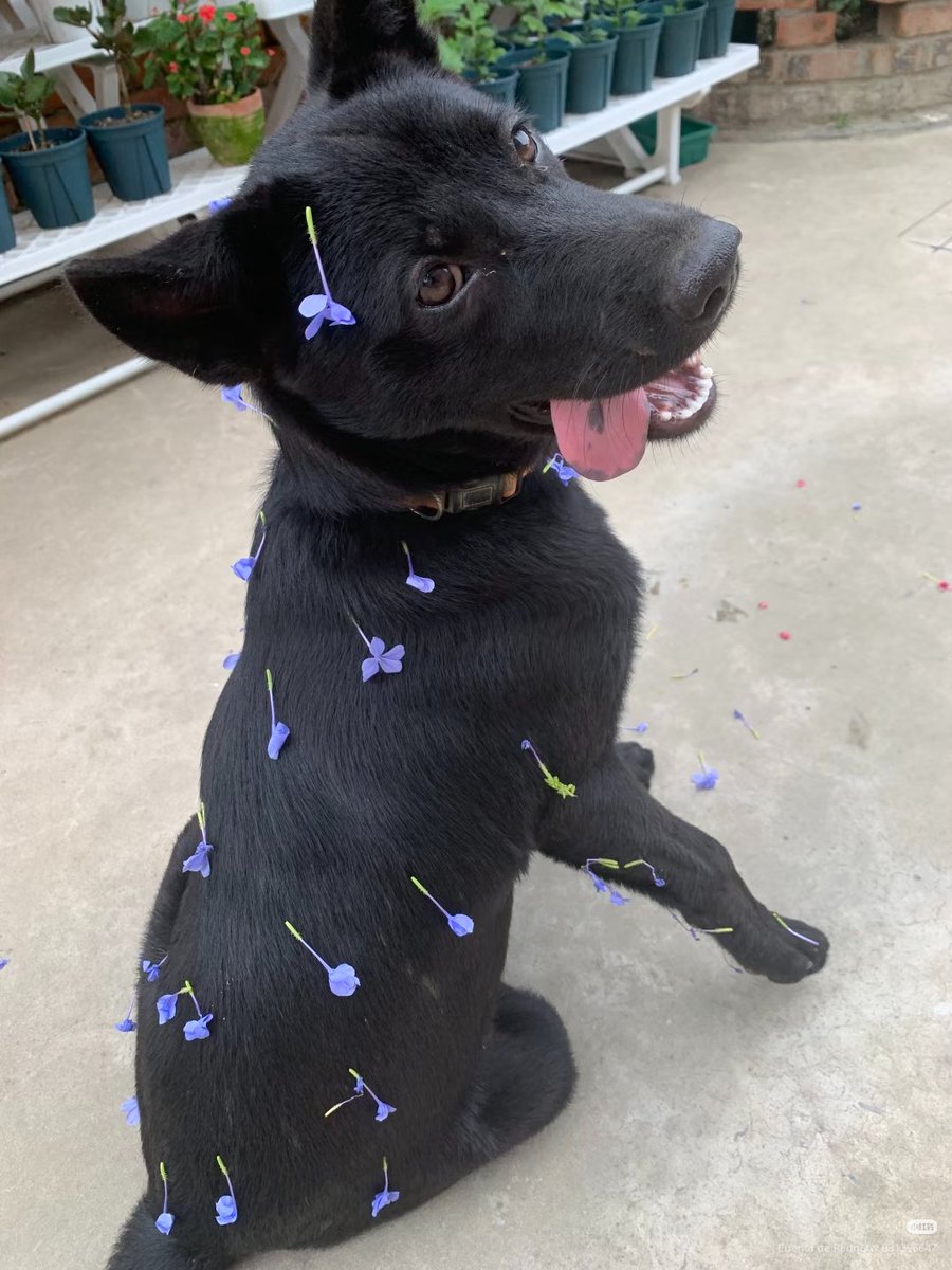 daily post tweet media