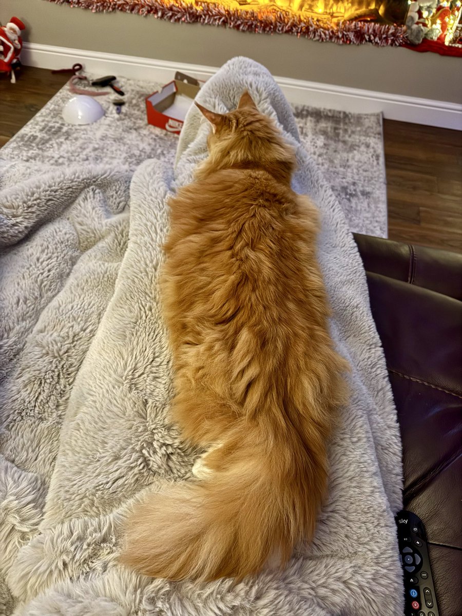 🌈 Buddy 🌈 & Gizmo 🦁🦁 tweet media