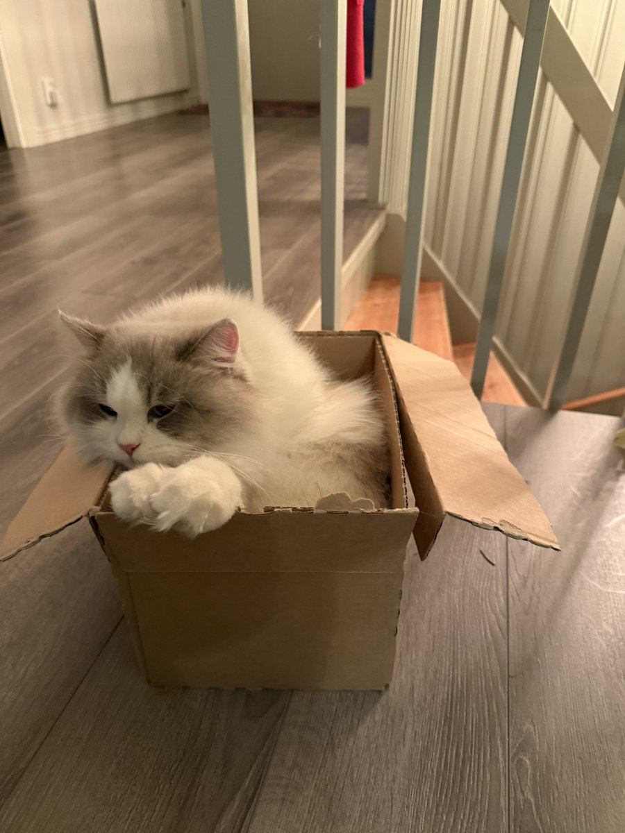 Xmas time best time. Many boxes for the furry overlords.