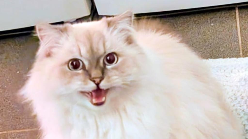 Morgen reis ik weer Nederland door om met slachtoffers van het niet passende onderwijs te praten.

Welke muren lopen ouders tegenaan?

Welk enorm zichtbaar en onzichtbaar leed gaat er vaak  schuil achter de kinderen die soms al jaren zonder onderwijs moeten doorbrengen.

Hoe