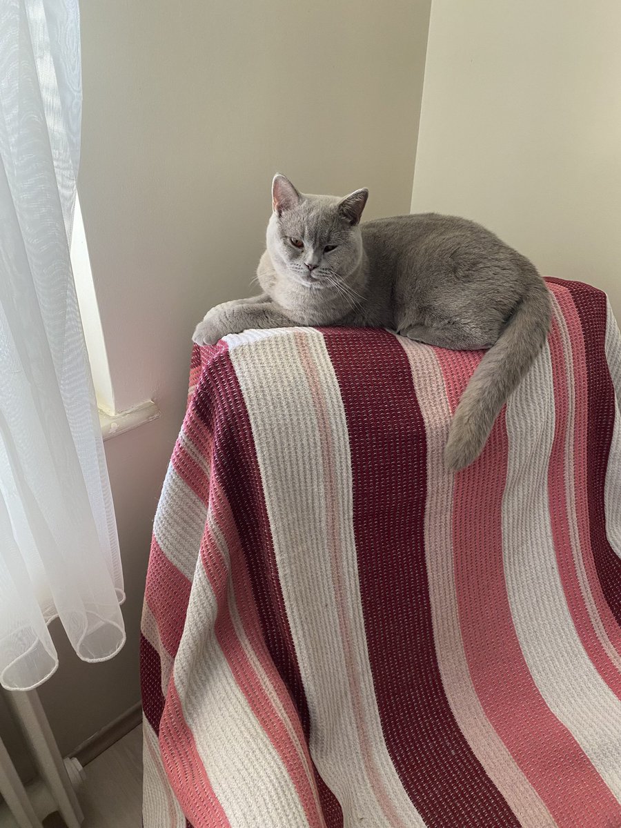 Şaşkın kedim Fanta Eskişehir Hayriye mahallesinde kayboldu😭Ürkek kedidir😭