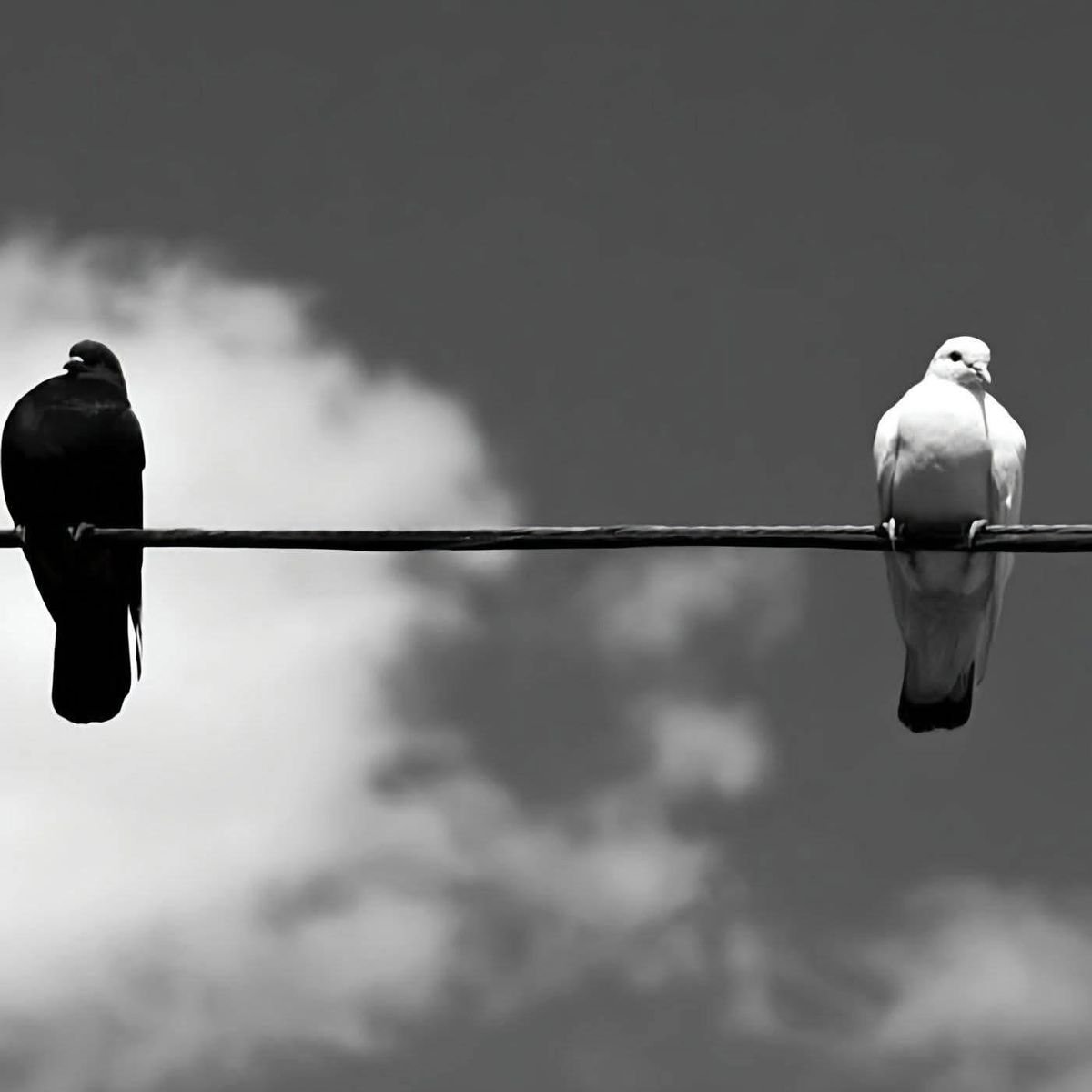 Adalete Ömer’dir Zülfikar’a Ali’dir
Var edenin aşkına Mansur’un vecd halidir
Leyla’sına sevgili el aleme delidir
Yakup’a Yusuf’udur Kerbela’da sudur aşk
Acz içinde dökülen gönüldeki Hû’dur aşk...
...