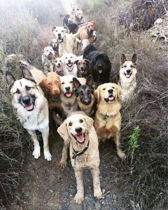 _XDogs's tweet photo. This is what the entrance to heaven looks 💕💕 https://t.co/oFs1zGWAKp