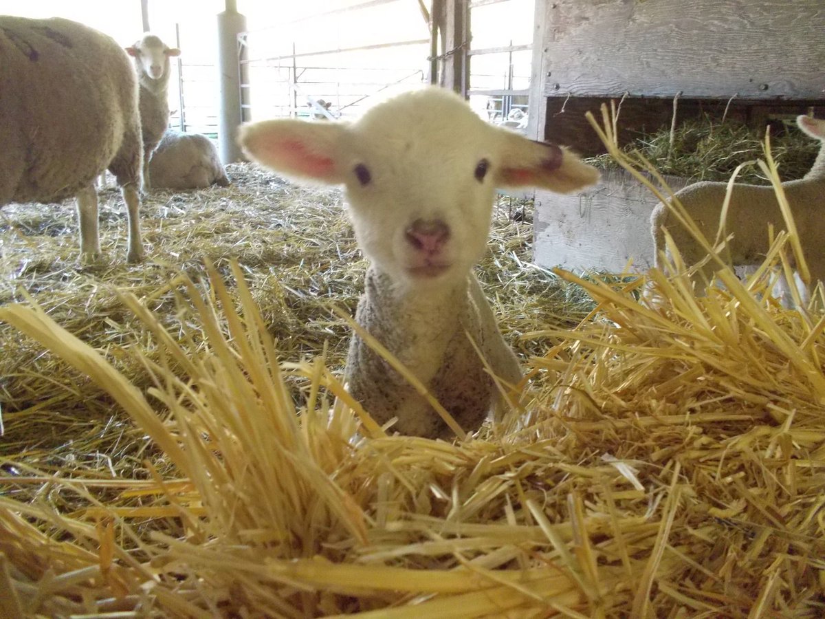 Hopland Research and Extension Center tweet media