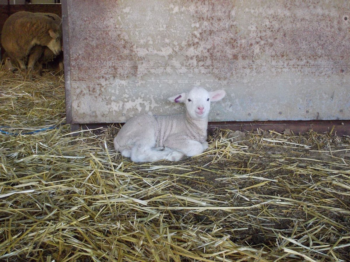 Hopland Research and Extension Center tweet media