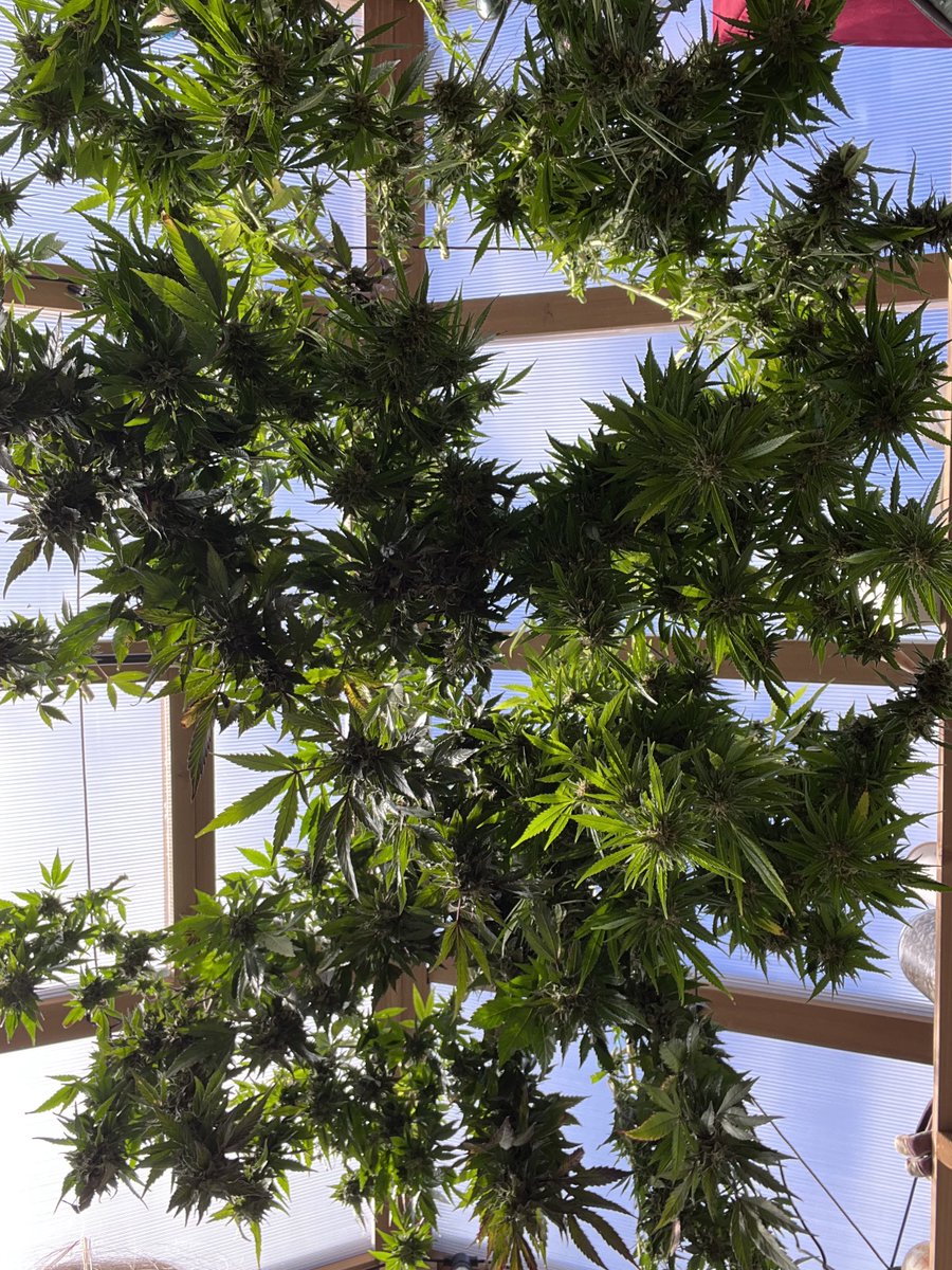 Marina (@marinajuanax) on Twitter photo 