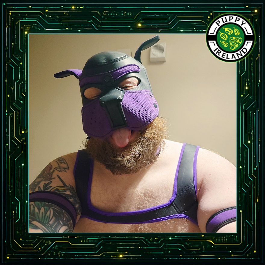 Introducing #PuppyIreland2026 Candidate  #1 - Pup Cujox

Extra large pup with a heart of leather and a head full of metal. 
Pup Cujox brings big energy, warm hugs, and a growly grin to the pack.