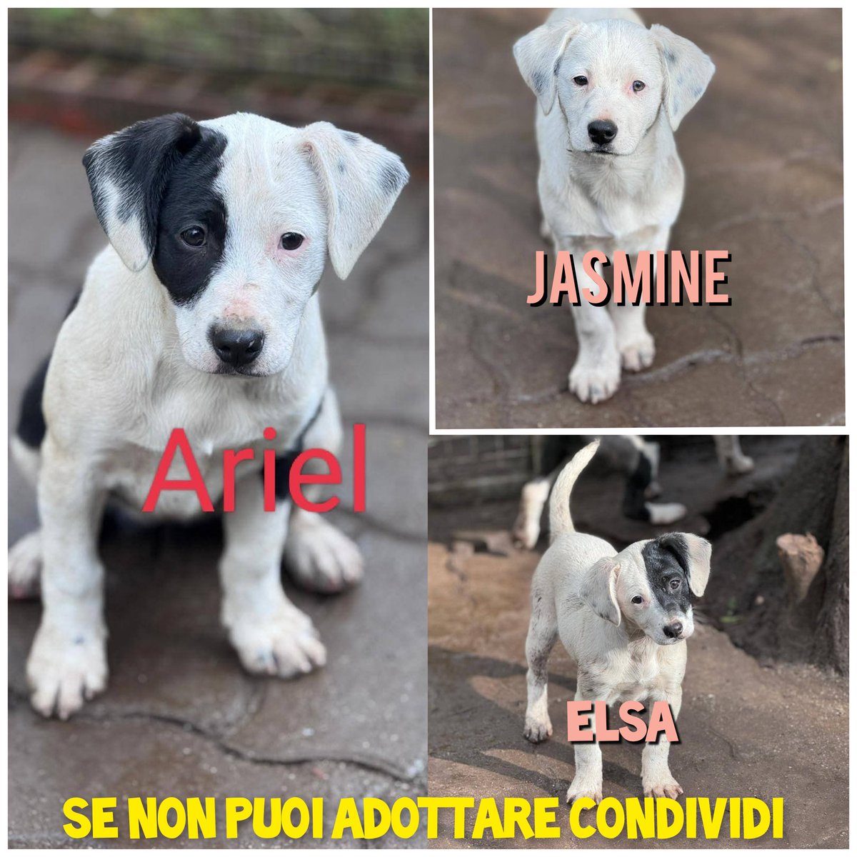 REGALATECI UNA CONDIVISIONE X UNA VITA MIGLIORE‼️‼️‼️Cucciole cercano adozione hanno  3 mesi futura taglia media saranno visibili in provincia di Mantova  con libretto sanitario in regola 3282773563