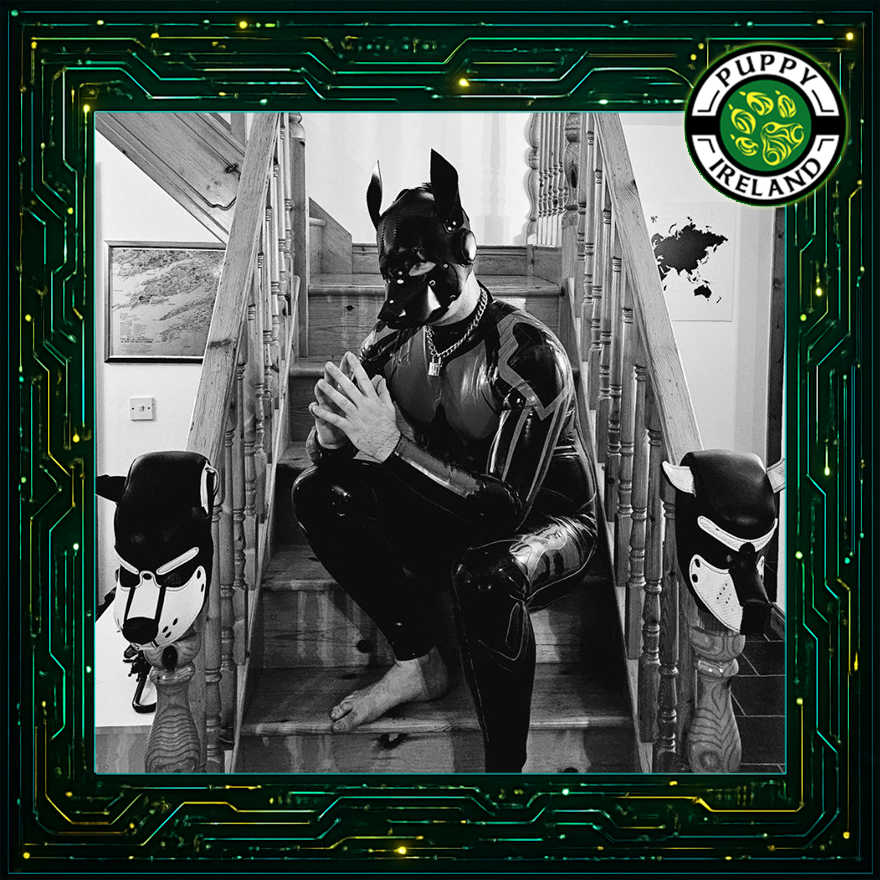 Meet Emperor Rua the 1st! Titles upon titles! Housetrained at Trinity College, now turning his attention to cosmic matters (Postman aggression) His Floofiness counts on your vote or he’ll throw a most Imperial tantrum!
"LOOK AT HOW FLOOFY I AM HOW COULD YOU NOT VOTE FOR ME :3"