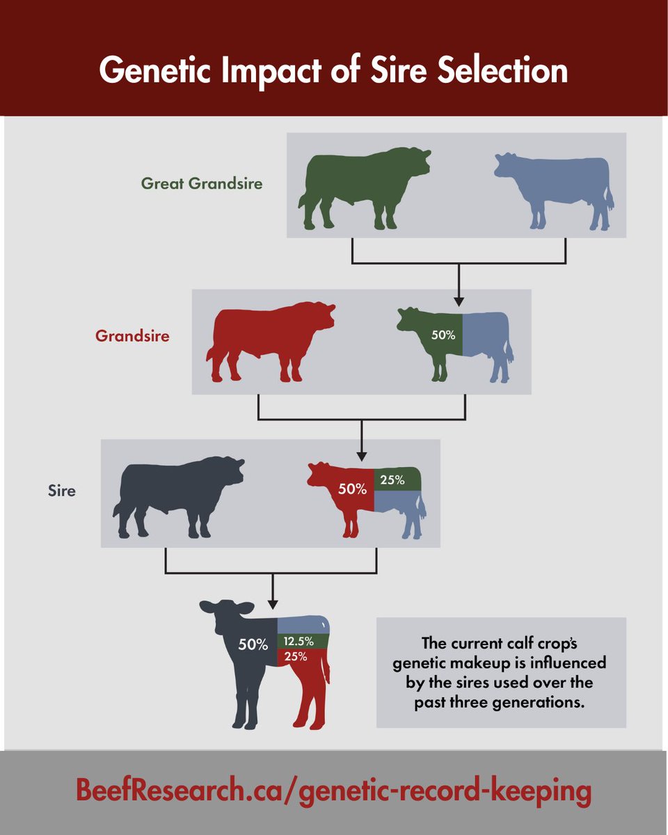 For beef herds retaining replacement females, 87.5% of the genetic makeup of the current calf crop is influenced by sires used over the past three generations. The BCRC's free genetic records e-course includes a guide to help with bull selection decisions. BeefResearch.ca/courses