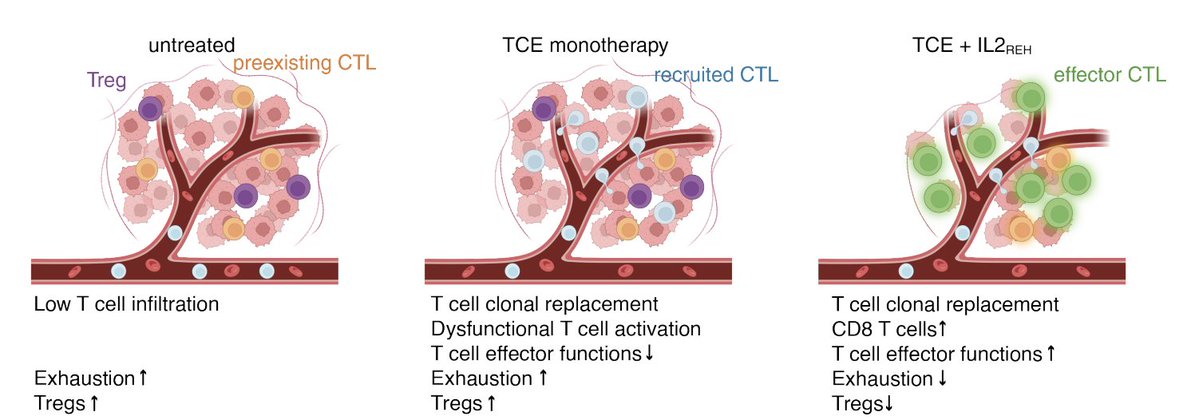 T cell engagers have demonstrated efficacy in 'cold' tumors, but where do the T cells come from? and how can we improve response? 

With <a href="/SageJulien/">Julien Sage</a> and Chris Garcia, we show that TCEs recruit new T cell clones to the tumor, ala PD-1 blockade, and can be improved with cytokine