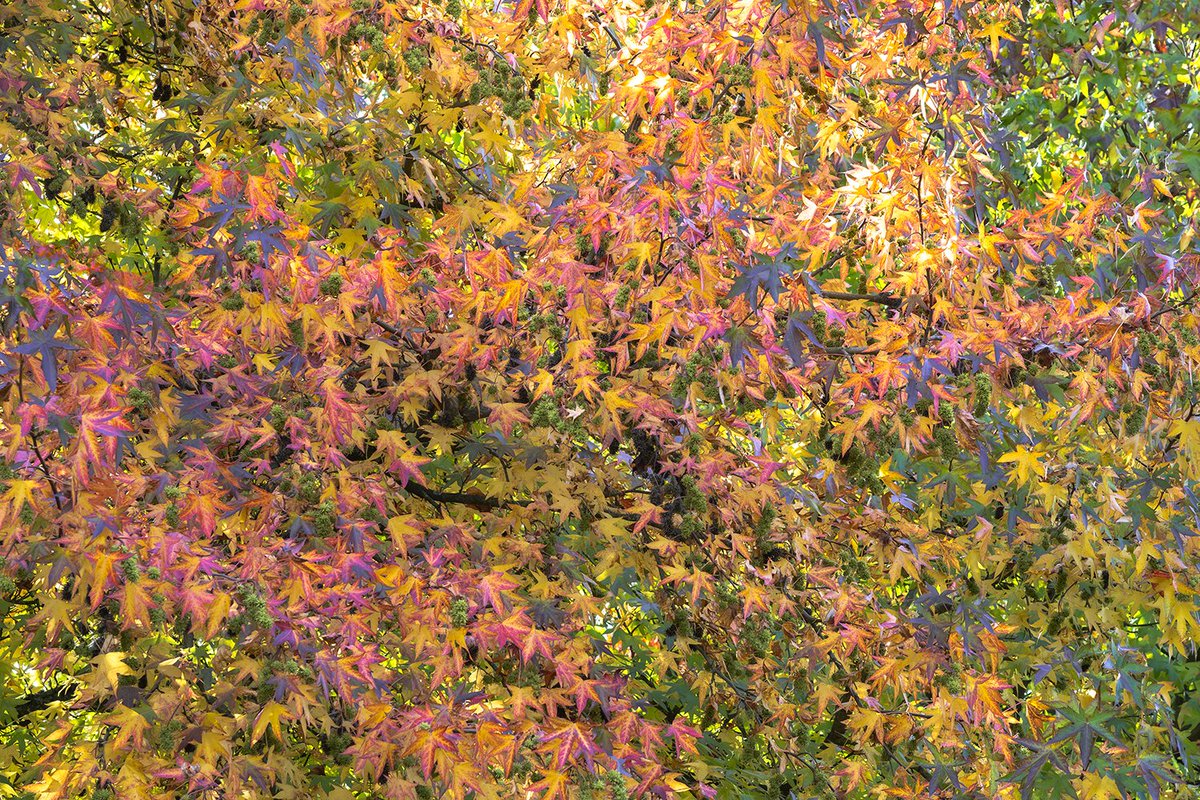 "Leaf it at that" - Richard Gouw