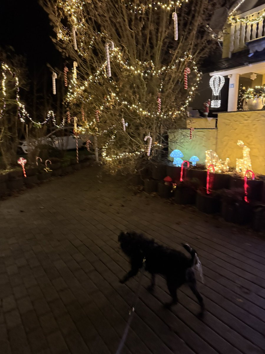 Struppi the dog and Zorro! tweet media