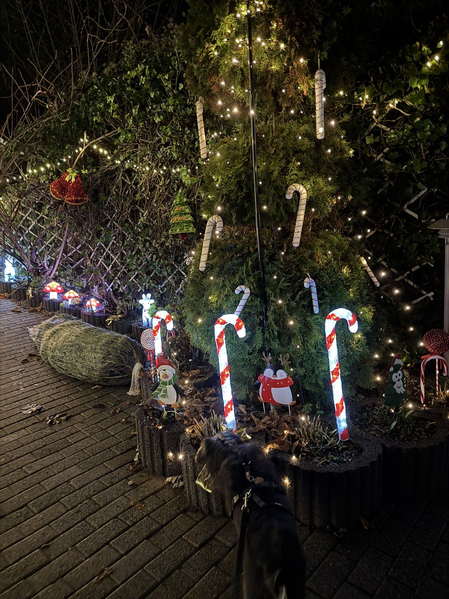 Struppi the dog and Zorro! tweet media