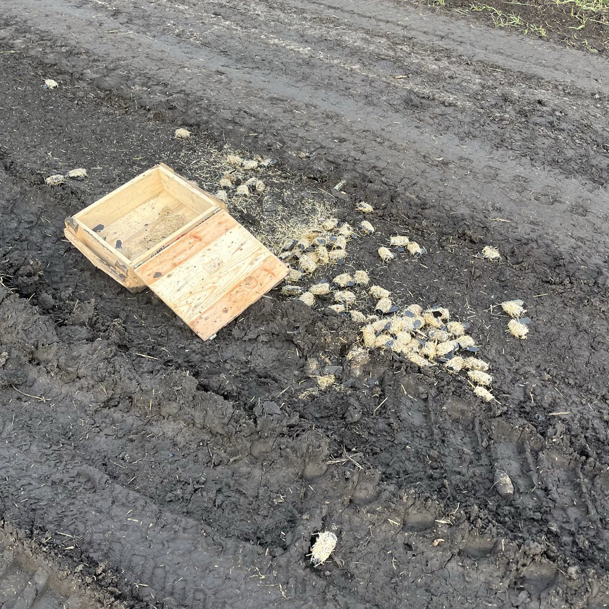 Хто загубив колекцію протипіхотних мін посеред дороги? 🧐