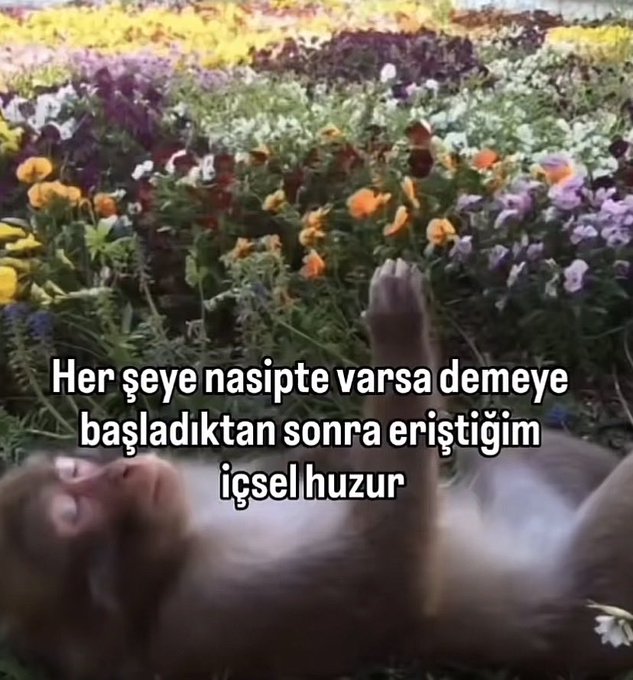 , (@asikolamiyor) on Twitter photo 