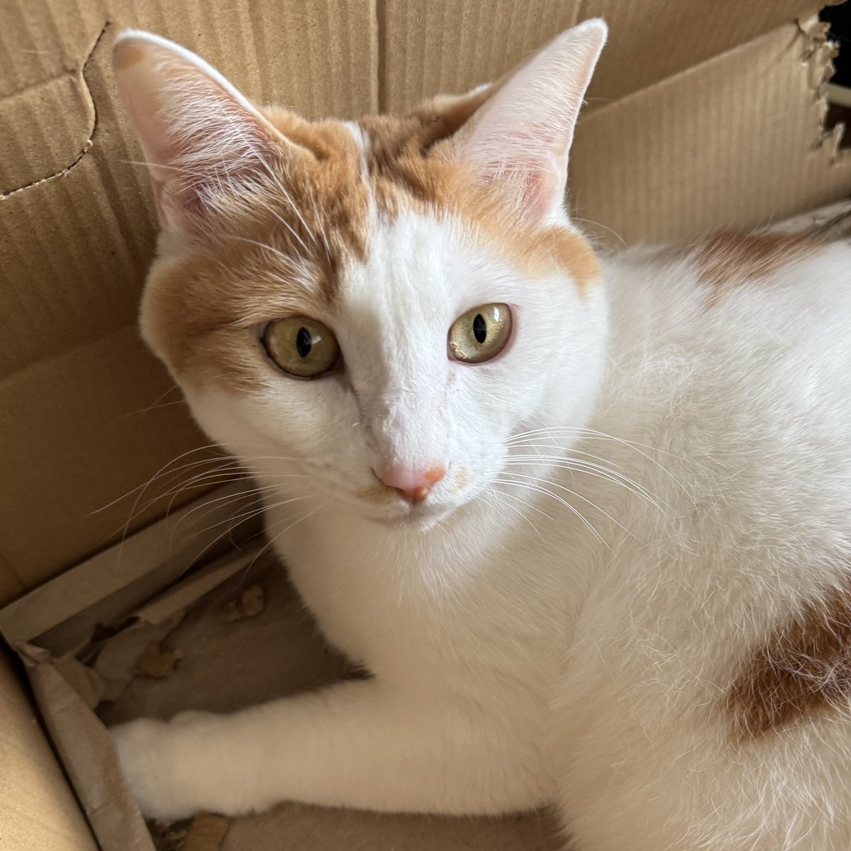 おはよう火曜日😺✨ 地震だニャ… みんな気をつけるニャ (´ω` ) #cat