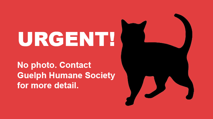 URGENT! Senior brown tabby short-haired male cat receiving vet care after being found near Queen St &amp; Napier St in #Alma on Dec 8. If he may be yours or you have any info about him contact #Guelph Humane Society at 519-824-3091 or lostandfound@guelphhumane.ca (ID 2000373859)